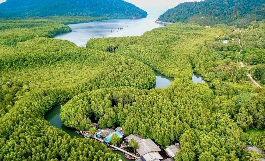 mangroves de koh kood