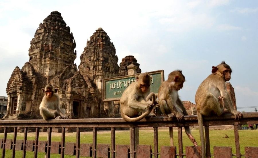 que faire à lop buri
