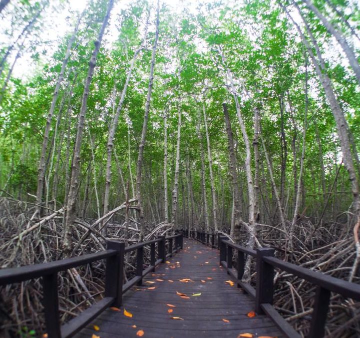 parc-forestier-pranburi-forest-park-2
