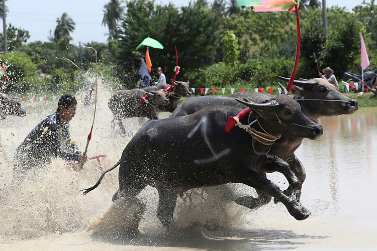 festivals en Thaïlande