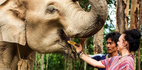 Jour 10 : Chiang Mai – Sanctuary Elephant Jungle (B/L) Excursion partagée – Guide anglophone