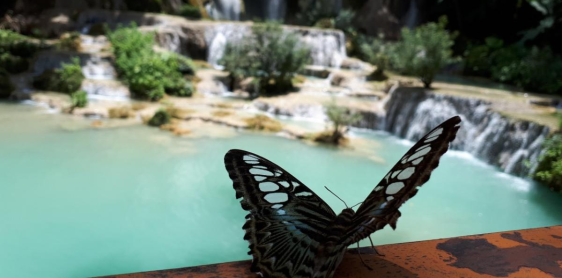 Jour 17 : Luang Prabang – Visite de la ville – Chute de Khuang Si (B)