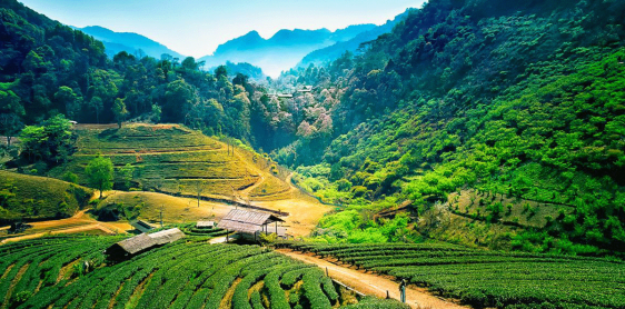 Jour 9 : Chiang Mai - Sanctuaire De La Jungle Des éléphants (B/L/-)