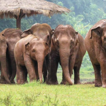 Chiang Mai Randonnée & Elephant 1 jour