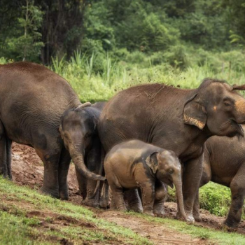 Visite éthique du sanctuaire des éléphants de Chiang Mai