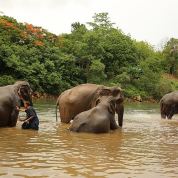 Visite éthique du sanctuaire des éléphants de Chiang Mai