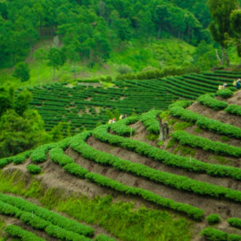 Les tribus montagnardes - Doi Mae Salong & Triangle d'or 1 jour