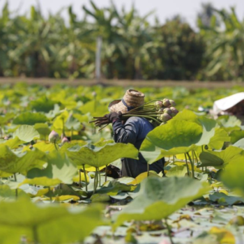 Verger & ferme de Klong Mahasawat  : Demi journée