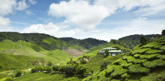Jour 8 : Taman Negara - Cameron Highlands (B)