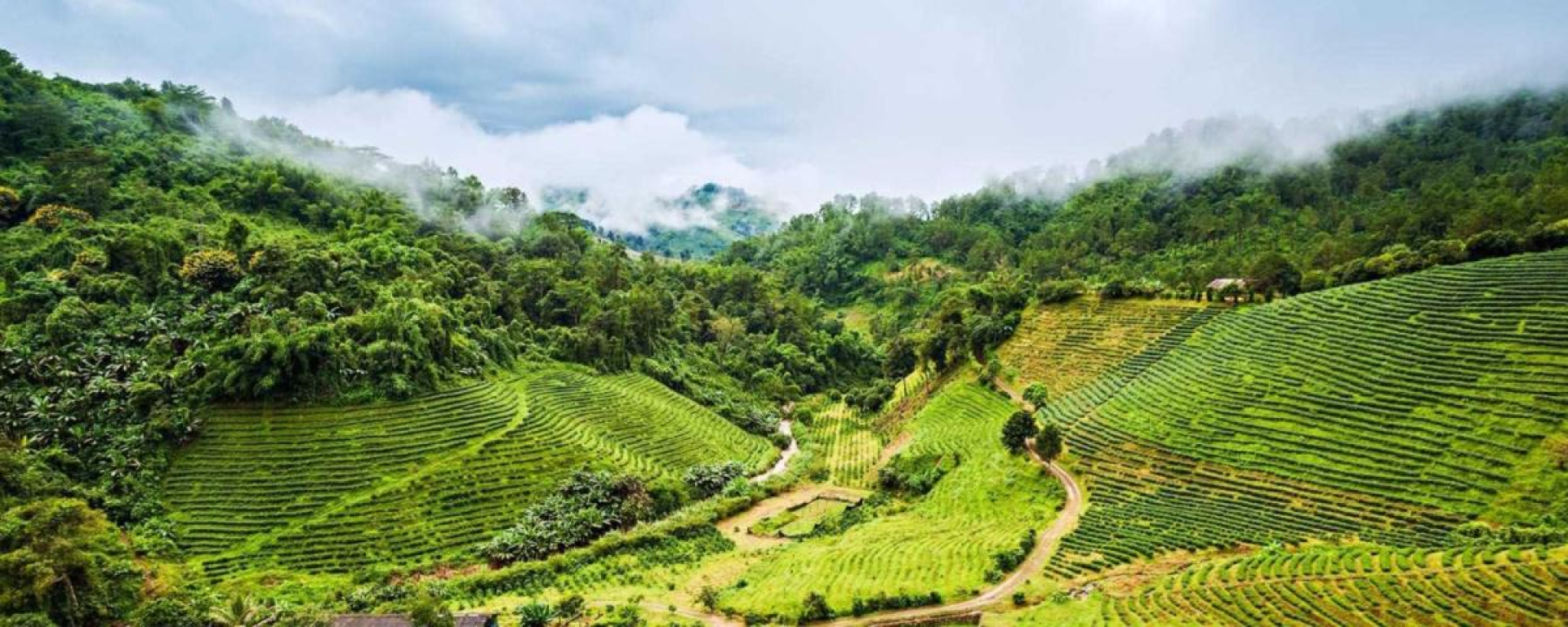 Doi Mae Salong