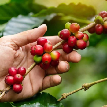 Visite de plantation et torréfaction de café de Nan 1 jour