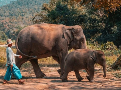 Top 4 meilleurs choses à faire à Chiang Mai