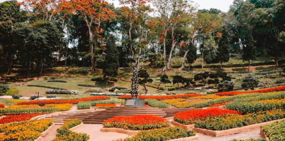 Jour 8 : Triangle d’or - Chiang Mai (B)