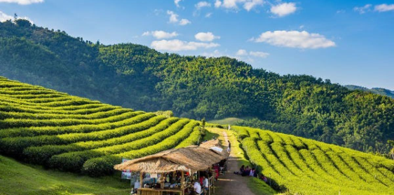 Jour 8 : Chiang Mai – Doi Mae Salong – Triangle d’or (B)
