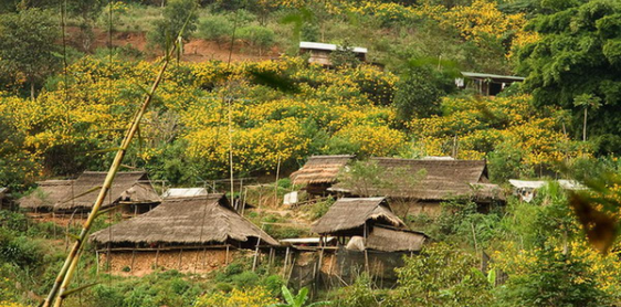 Jour 6 : Chiang Rai – Village Mae Kampong (B/D)