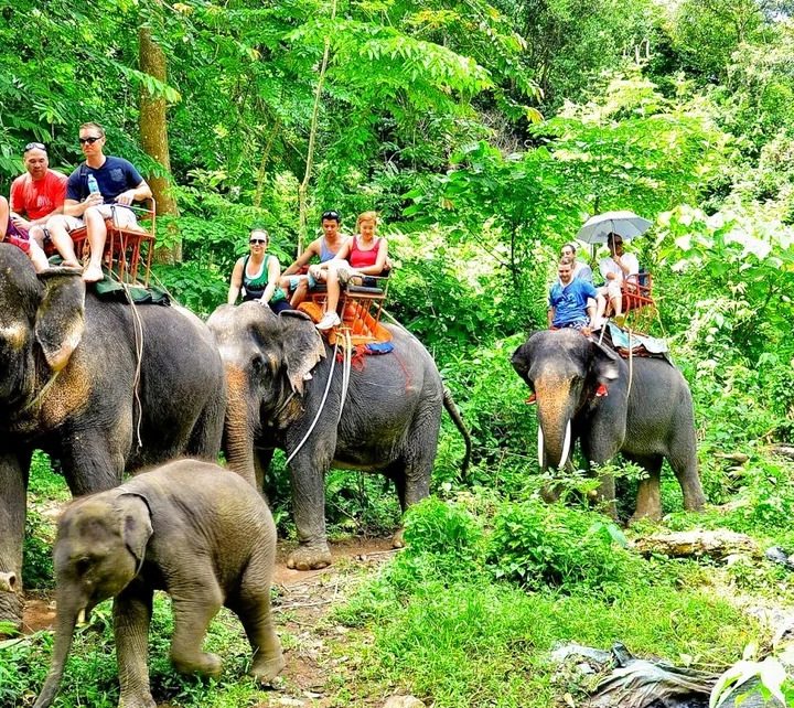 Meilleures-choses-a-faire-a-krabi-Visitez-du-sanctuaire-d'elephants