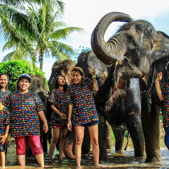 meilleurs sanctuaires d'éléphant à Chiang Mai