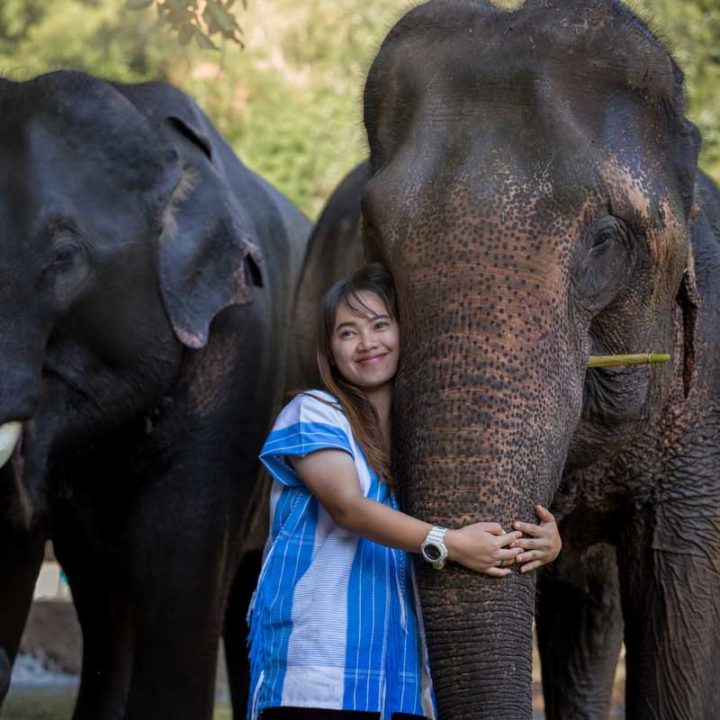meilleurs sanctuaires d'éléphant à Chiang Mai