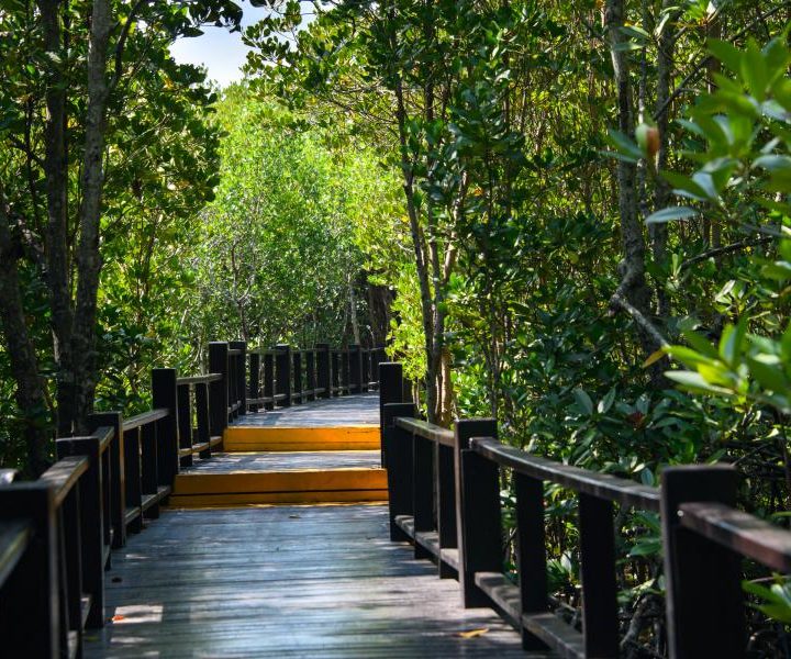 Meilleures-attractions-a-Hua-Hin-Foret-de-mangrove-de-Pranburi