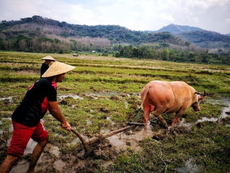 Escapade-culturelle-en-Thaïlande-et-au-Laos-jour-17